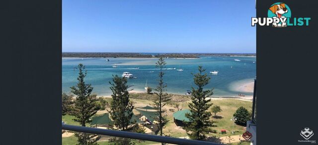 ID:21156657 388 Marine Parade Labrador QLD 4215