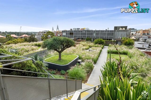 604/320 Harris Street Pyrmont NSW 2009