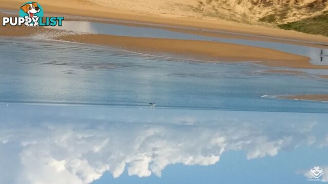 ID:21152882 17 Buccaneer Drive Urangan QLD 4655