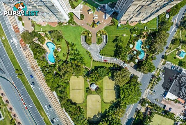 ID:21154251 2 Admiralty Drive Surfers Paradise QLD 4217