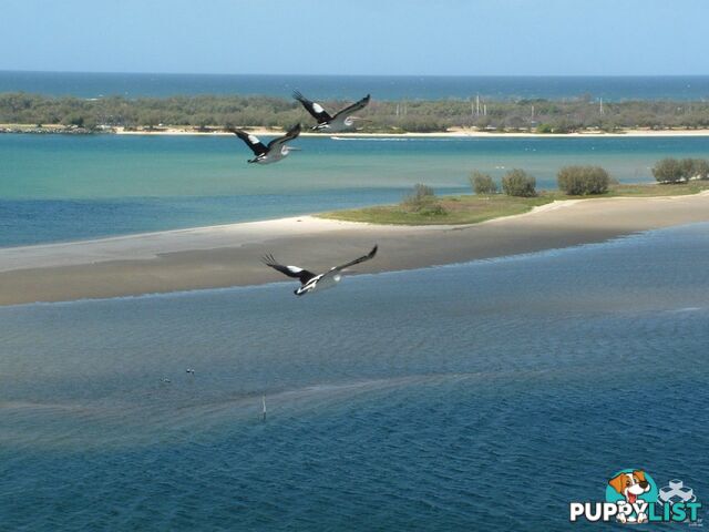 ID:21155922 326 Marine Parade Labrador QLD 4215
