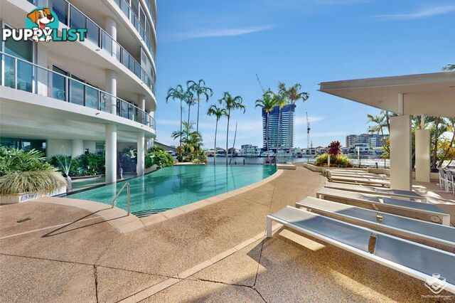 ID:21145506/40 Riverview Parade Surfers Paradise QLD 4217