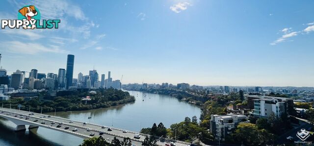 U101/260 Vulture Street South Brisbane QLD 4101