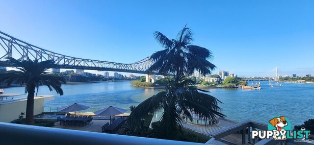 ID:21151687 82 Boundary Street Brisbane City QLD 4000