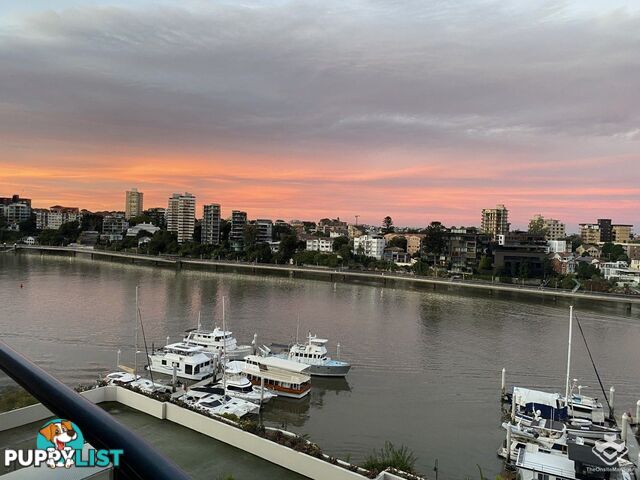 ID:21156298 8 Goodwin Street Kangaroo Point QLD 4169
