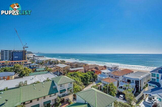 ID:21156438 60 Jefferson Lane Palm Beach QLD 4221
