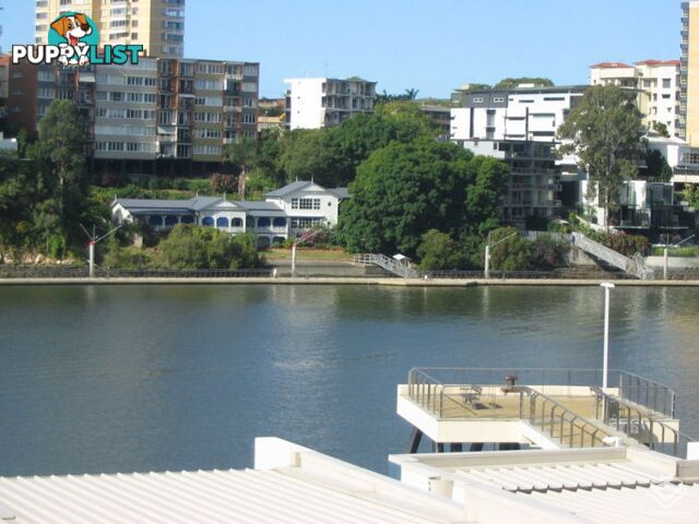 ID:3723889/ No 1 Holman Street KANGAROO POINT QLD 4169