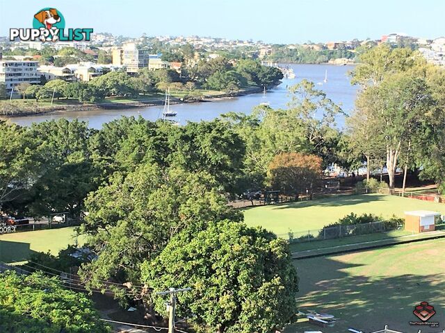 ID:3896919 17 Lytton Road East Brisbane QLD 4169