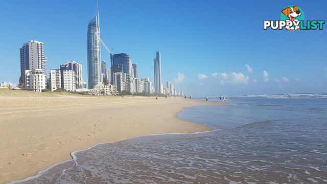 ID:21154288 15 Owens Lane Southport QLD 4215