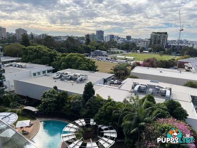 ID:21144836 11 Beesley Street West End QLD 4101