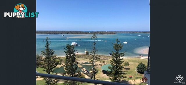 ID:21157315 388 Marine Parade Labrador QLD 4215
