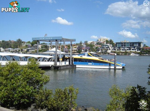 ID:21156892 79 Moray Street New Farm QLD 4005