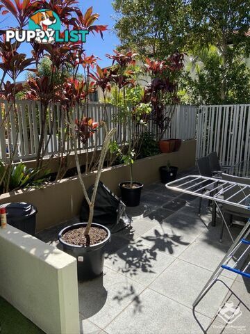 ID:21144393 53 Darrambal Street Chevron Island QLD 4217