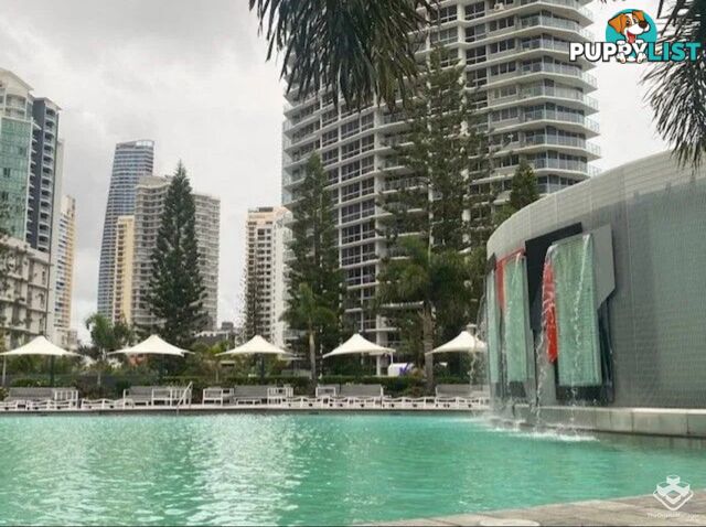 4005/9 Hamilton Avenue Surfers Paradise QLD 4217