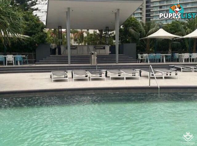 4005/9 Hamilton Avenue Surfers Paradise QLD 4217