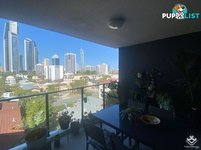 ID:21134857/256 Stanhill Drive Surfers Paradise QLD 4217