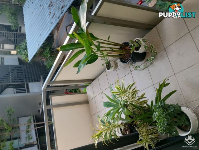 ID:21148294 139 Commercial Road Teneriffe QLD 4005