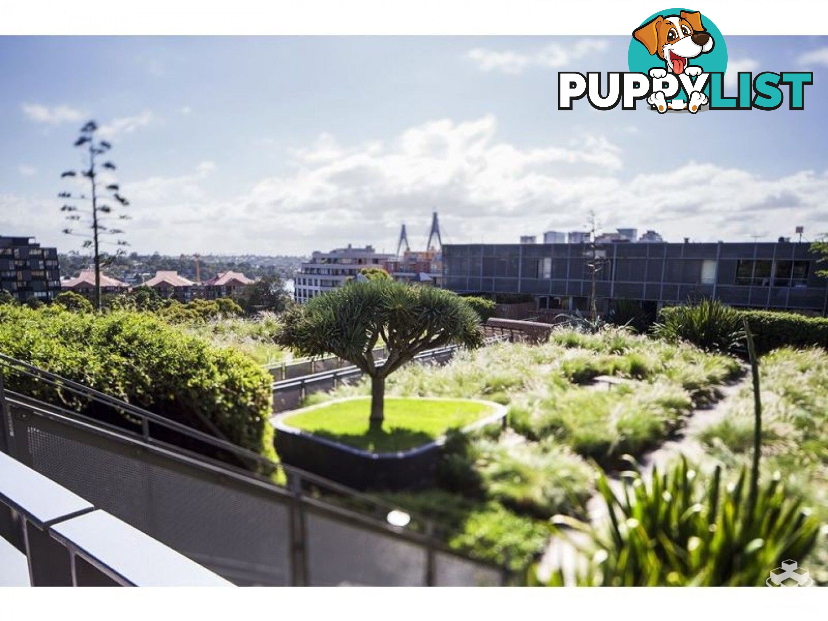 110/320 Harris Street Pyrmont NSW 2009