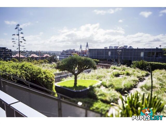 110/320 Harris Street Pyrmont NSW 2009