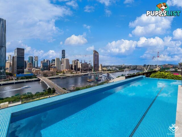 ID:21118918/77 Grey Street South Brisbane QLD 4101