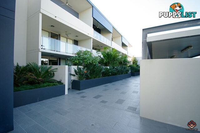 ID:3882710/70 Love Street Bulimba QLD 4171