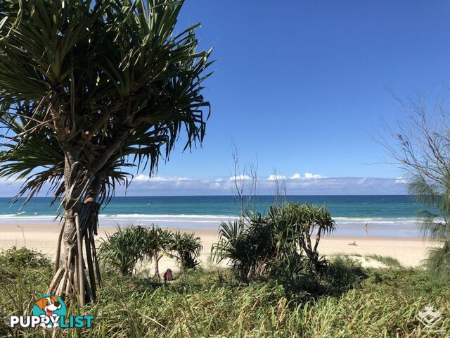 ID:21143471/6 Fifth Avenue Burleigh Heads QLD 4220