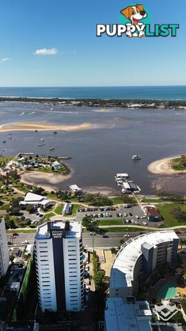 ID:21156705 114 Marine Parade Southport QLD 4215