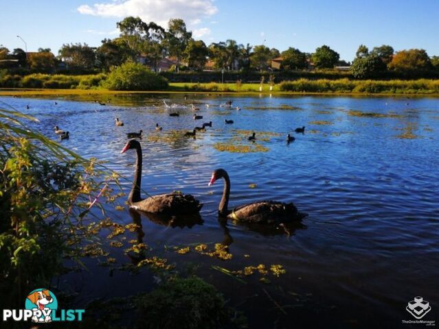 ID:3916838 2 Inland Drive Tugun qld 4224