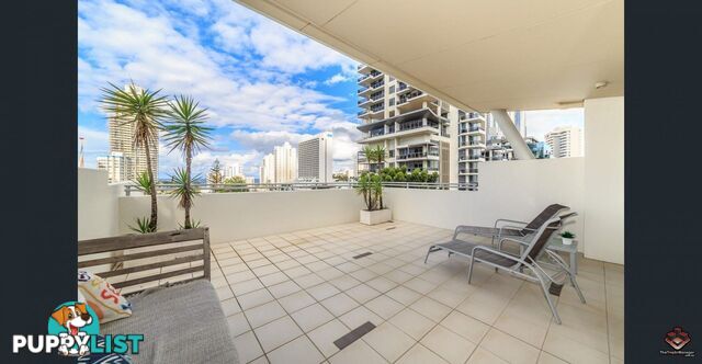 ID:21120688/21-31 Cypress Avenue Surfers Paradise QLD 4217