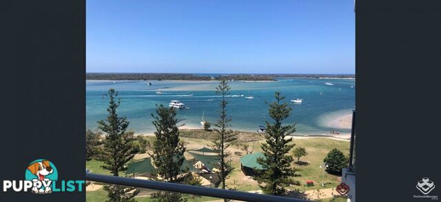 ID:21156658 388 Marine Parade Labrador QLD 4215