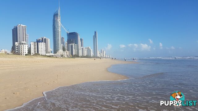 ID:21158079 15 Owens Lane Southport QLD 4215