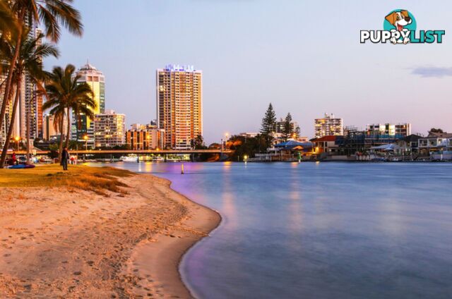 ID:21152218 40 Riverview Parade Surfers Paradise QLD 4217