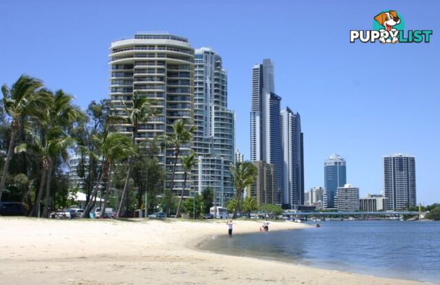 ID:21152218 40 Riverview Parade Surfers Paradise QLD 4217