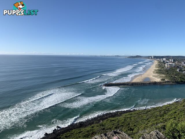 ID:21072596 29 Hill Avenue Burleigh Heads QLD 4220