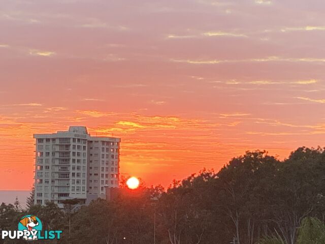 ID:21072596 29 Hill Avenue Burleigh Heads QLD 4220