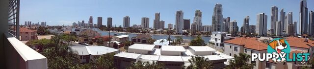 ID:21154053 53 Darrambal Street Chevron Island QLD 4217