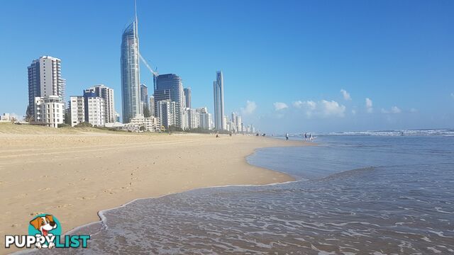 ID:21155699 15 Owens Lane Southport QLD 4215