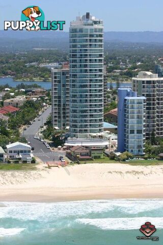 14/5 Woodroffe Avenue Main Beach QLD 4217