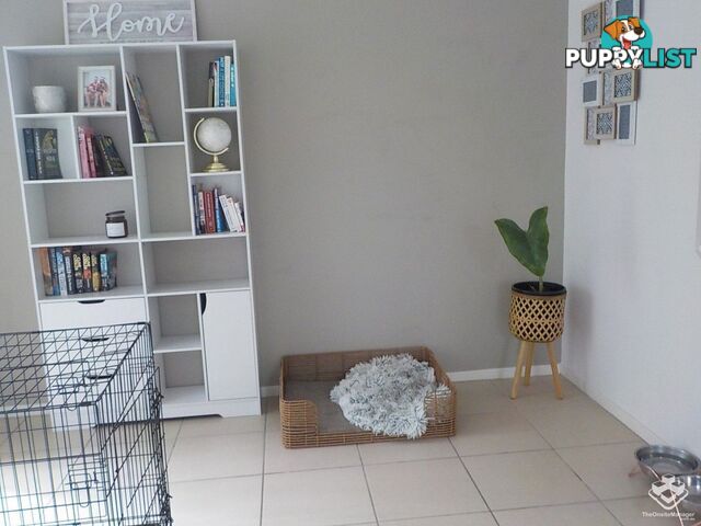 ID:21155195 71 Elkhorn Street Enoggera QLD 4051