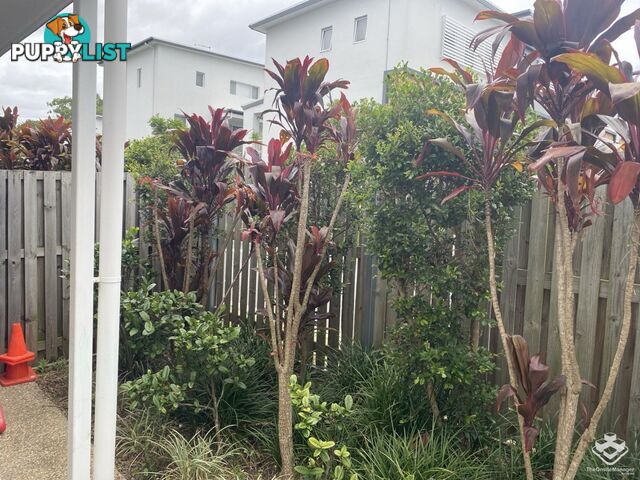 32/400 Tingal Road Wynnum QLD 4178