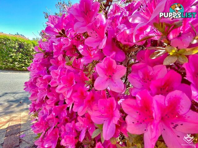ID:21148693 16 Mulyan Place Ashmore QLD 4214