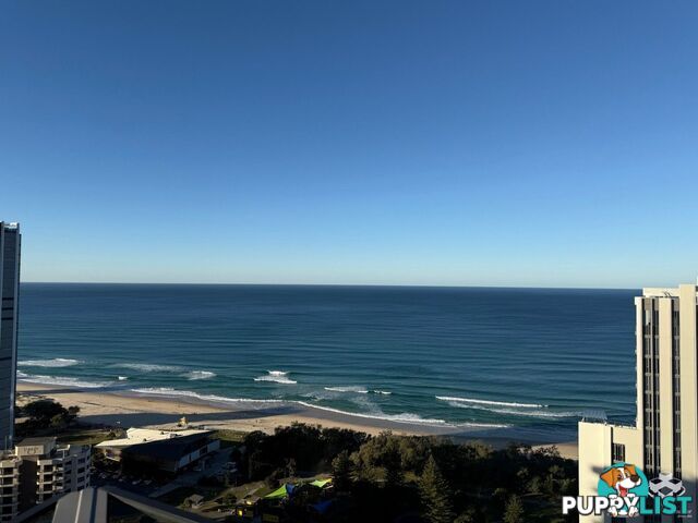 ID:21155502 12 Philip Avenue Broadbeach QLD 4218