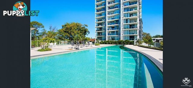 ID:21153939 378 Marine Parade Labrador QLD 4215