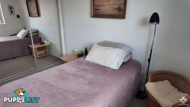 ID:21141686 36 Higgs Street Deception Bay QLD 4508
