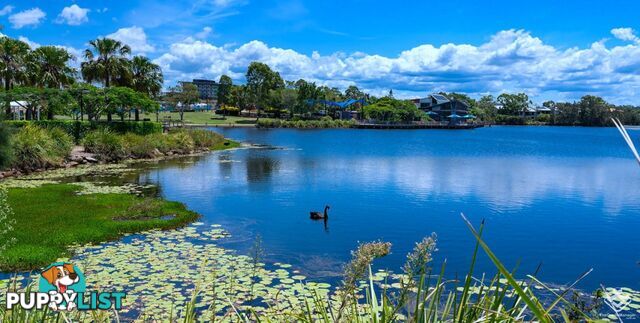 ID:21089388 25 The Corso North Lakes qld 4509