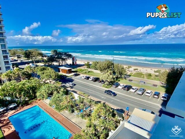 ID:21140158/52 The Esplanade Surfers Paradise QLD 4217