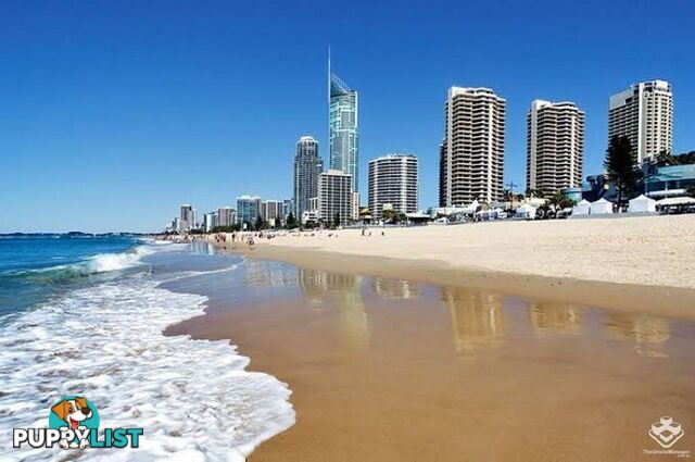 ID:21140158/52 The Esplanade Surfers Paradise QLD 4217