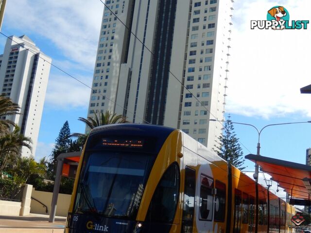 Surfers Paradise QLD 4217