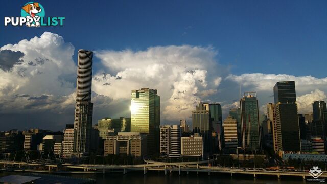 ID:21157221 79 Grey Street South Brisbane QLD 4101
