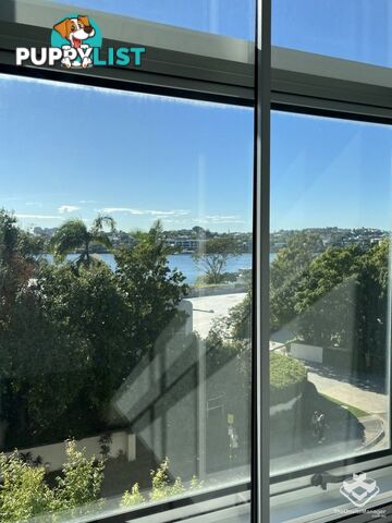 ID:21154291 38 Skyring Terrace Teneriffe QLD 4005